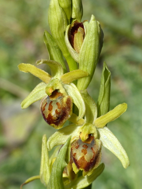 Ophrys precoci nellAbruzzo sud orientale 2022